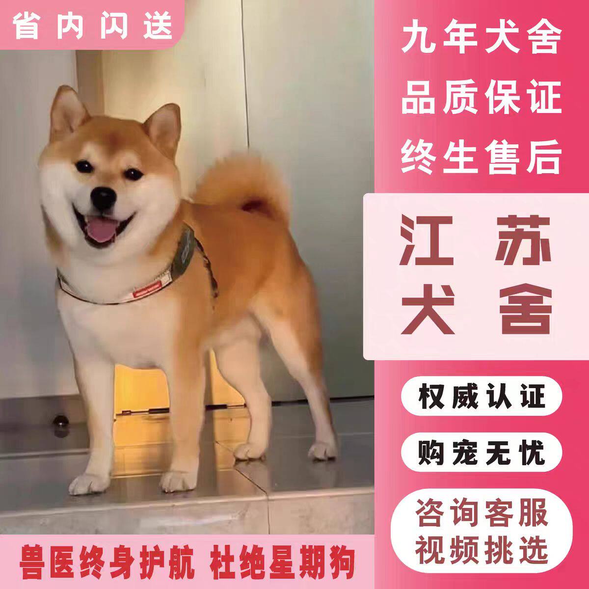 江苏犬舍【赤黑柴豆双血统】：🐾日本柴犬幼犬，纯种萌宠，活体狗狗抢鲜体验！💖-狗狗-淘宝好物网