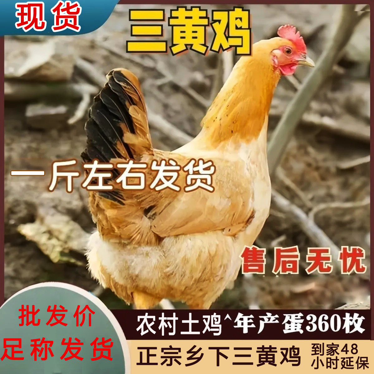 正宗三黄鸡PK走地鸡,谁才是餐桌上的C位明星?🍗鸡肉控必看!-鸟-淘宝好物网