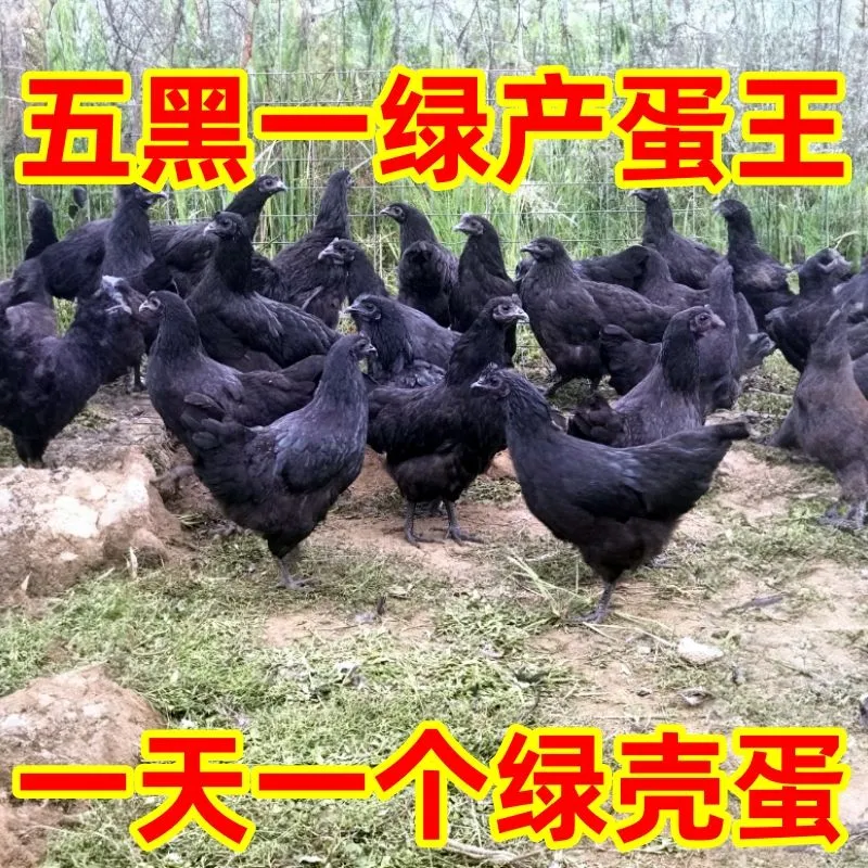 正宗五黑鸡1斤/农家2斤五黑一绿乌骨鸡,绿色健康,包邮到家!-鸟-淘宝好物网
