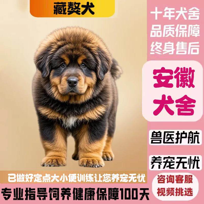 安徽犬舍纯种藏獒幼犬,护卫铁包金雪红獒值得入手吗?🐾-狗狗-淘宝好物网