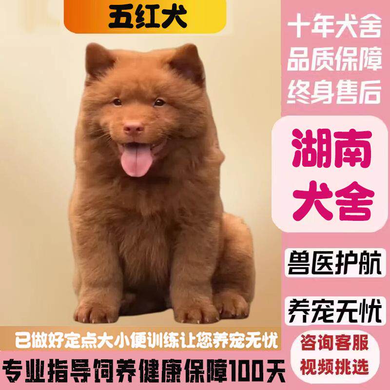 五红犬幼犬,正宗潮汕五红犬值得拥有吗?🐾-狗狗-淘宝好物网