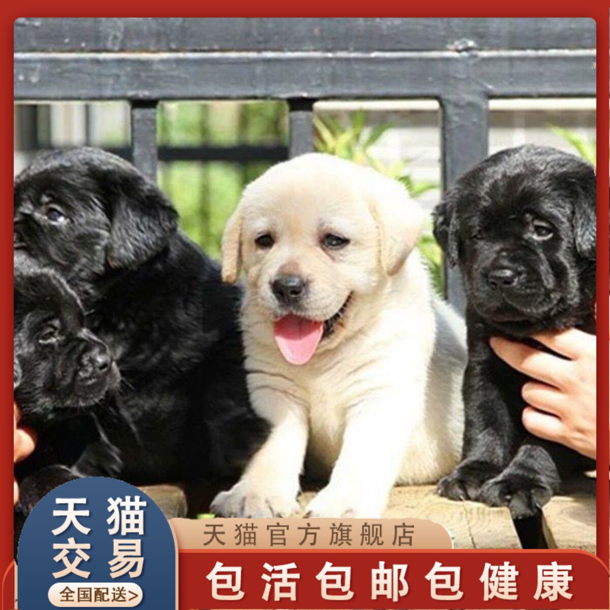 🏠🐾 家庭守护者的理想选择 - 拉布拉多幼犬不掉毛-其它宠物-淘宝好物网