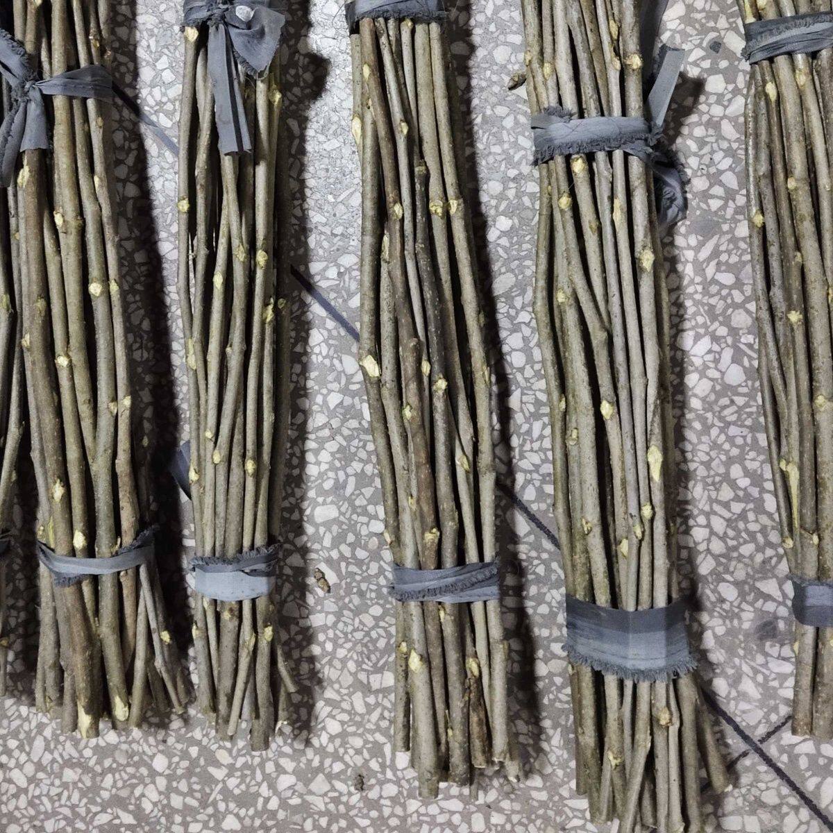 🌿告别身体疲惫,桑枝拍打棒让生活更美好🌟-按摩棒-淘宝好物网
