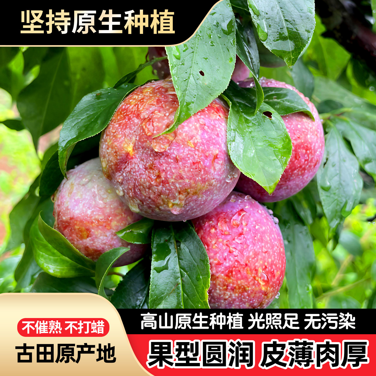 古田红心芙蓉李子5斤当季特大果,孕妇也能安心吃的鲜甜李子!-李子-淘宝百科网