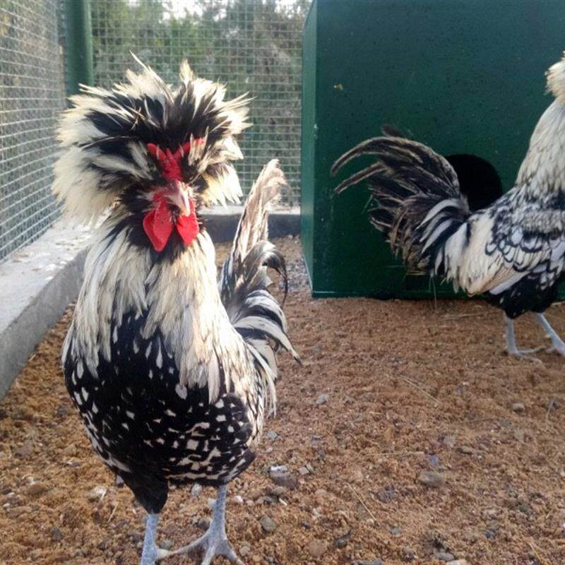 🐥👑纯种波兰鸡大帽子鸡红黑花纹宠物鸡，带回家的贵族体验！-鸟-淘宝好物网
