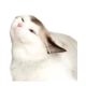 Cat Scratching and Grooming Tool for Wall Corners, Self-Massage Hair Removal Cat Scratching Board, Wall-Mounted Hair Rubbing Device, Large Cat Toy