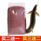 ພືດປະດັບ loach ເມັດພືດຂະຫນາດນ້ອຍອາຫານຄໍາ loach ປາອາຫານ floating tank ປາ fry ອາຫານປາປະດັບອາຫານປາ