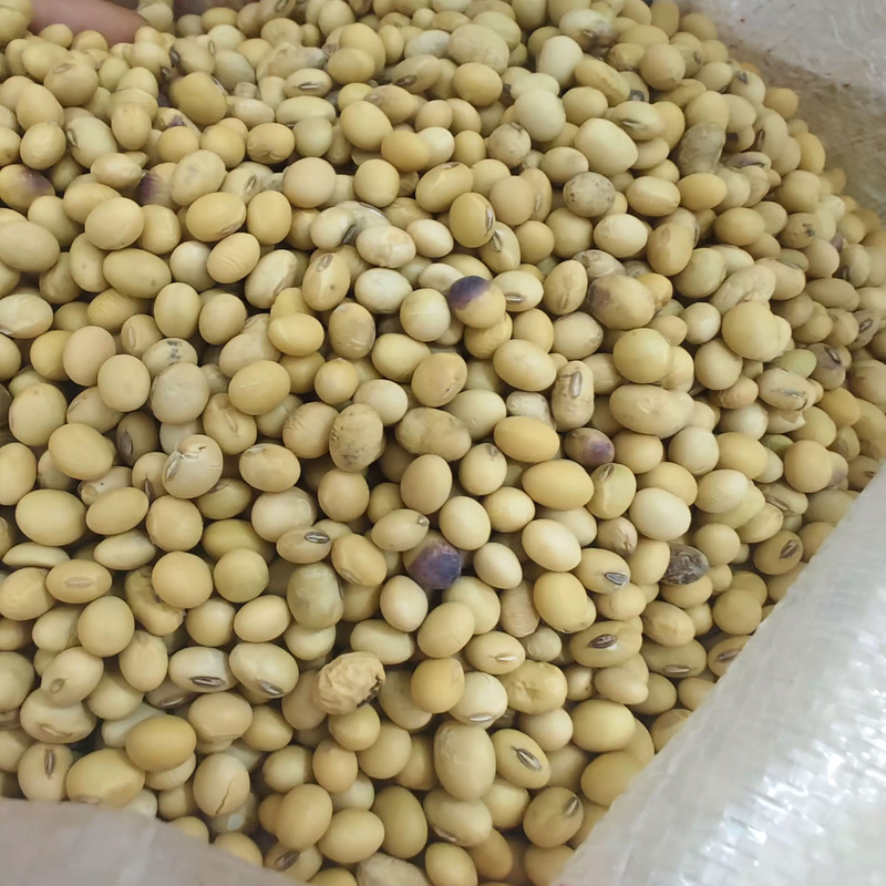 Anhui Soybeans, New Beans from the 25Th Harvest, Tofu Soybeans, High-Protein Beans, Tofu Bean Curd Skins, 25kg / Bag, 25kg Anhui Soybeans, New Beans from the 25Th Harvest, Tofu Soybeans, High-Protein Beans, Tofu Bean Curd Skins, 25kg / Bag, 25kg