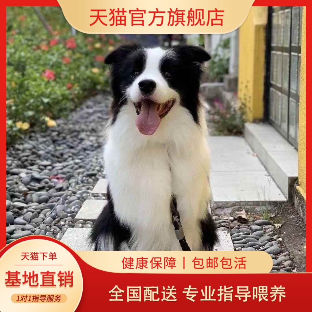 边牧幼犬真狗！两个月黑白金边狗狗太萌了！边境牧羊犬养成攻略来啦！-狗狗-淘宝好物网, image size:1080x1080