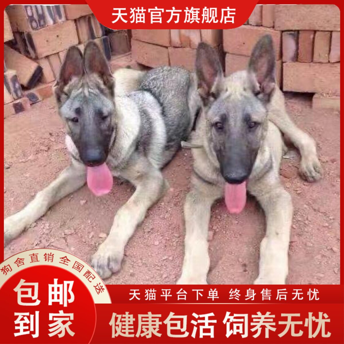 狼青幼犬串看家活物家养狩猎犬:🐾 宠物狗界的全能战士,中华田园犬升级版! -狗狗-淘宝好物网