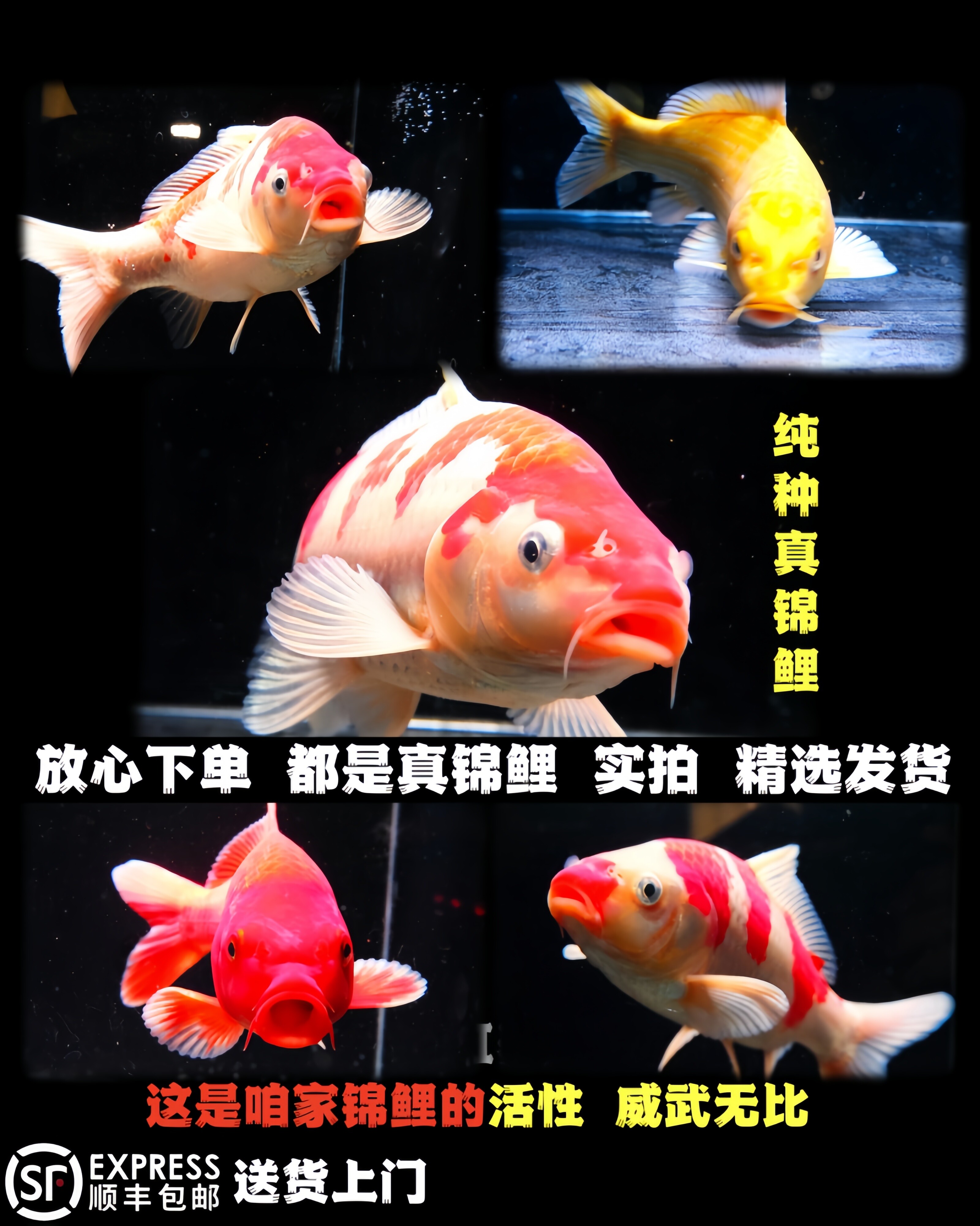 观赏鱼锦鲤鱼金鱼宠物鱼苗小鱼锦