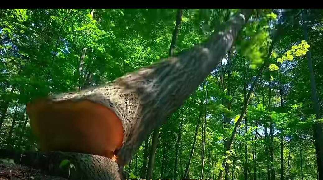 Деревянные панели/деревянные панели 无结疤泡桐木实木直拼板家具板衣柜橱柜隔板桌面aa级桐木结实门板 No brand