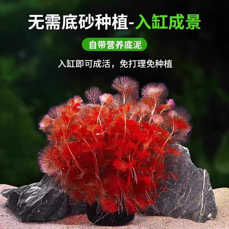 打造灵动水下花园的秘密武器：鱼缸水草专用生态泥-水族服务-淘宝百科网