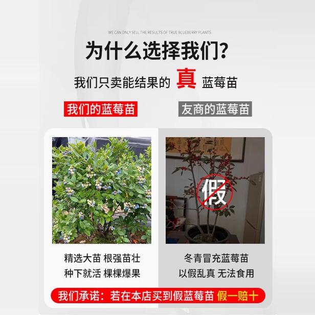 新奇蓝莓果树苗:南方北方皆能种的大丰收