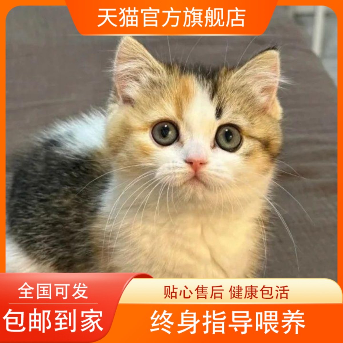 🐾 纯种蓝白英短猫：萌化你的心，矮脚折耳小猫幼崽等你带回家！-猫咪