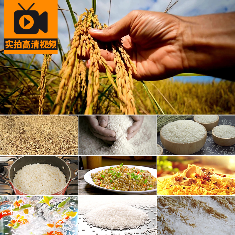 Rice Grains, White Rice, Fried Rice with Eggs, Long-Grain Rice, Fragrant Rice, Real Shot Video Footage Rice Grains, White Rice, Fried Rice with Eggs, Long-Grain Rice, Fragrant Rice, Real Shot Video Footage