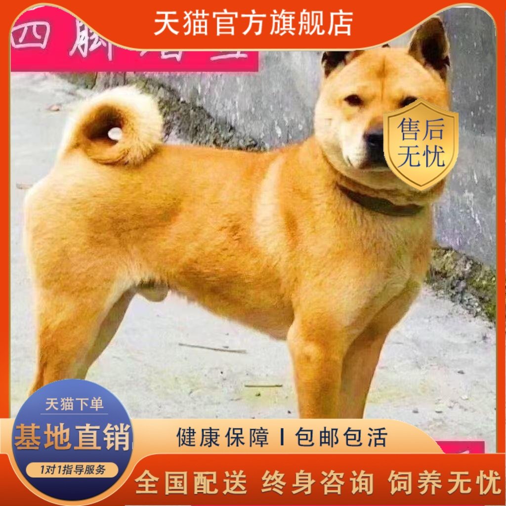 聪明狗狗-聪明狗狗促销价格、聪明狗狗品牌- 淘宝, image size:1024x1024