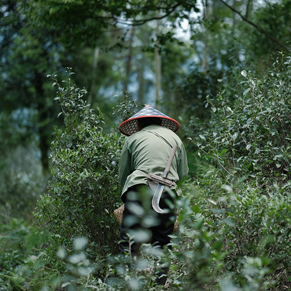 野杂wildtea
