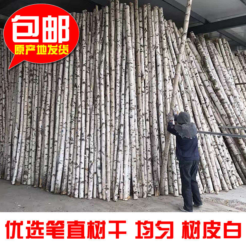 White Birch Tree Natural Withered Branches White Birch Wood White Birch Tree Stem Dry Branches Decorative Background Wall Screen Partition Round Wooden Sticks