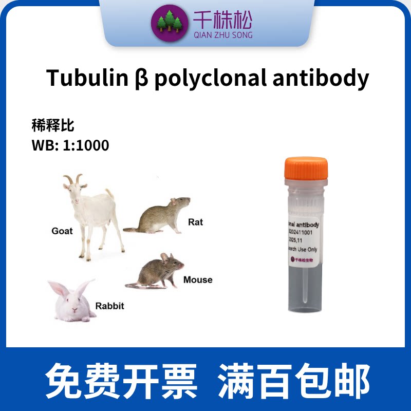 Tubulin &beta; polyclonal antibody，WB/IP/IF/兔多抗