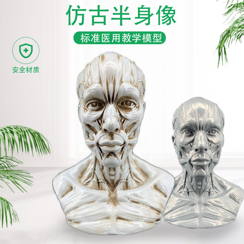 艺用人体肌肉头雕素体静物绘画参考头骨模型 美术半身像摆件造景