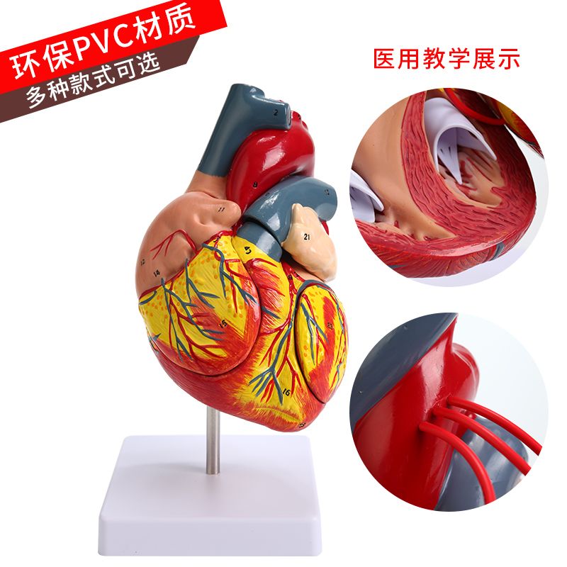 1:1人体心脏解剖模型 B超彩超可拆卸自然大心脏医学教学模型