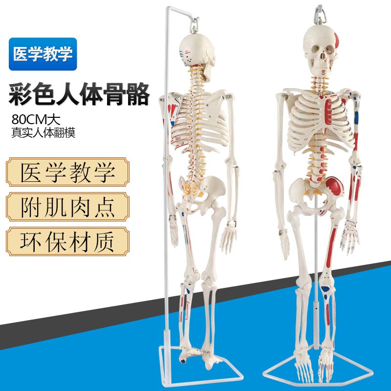 85cm170cm人体骨骼模型骨架人体模型成人小骷髅教学模型脊椎全身
