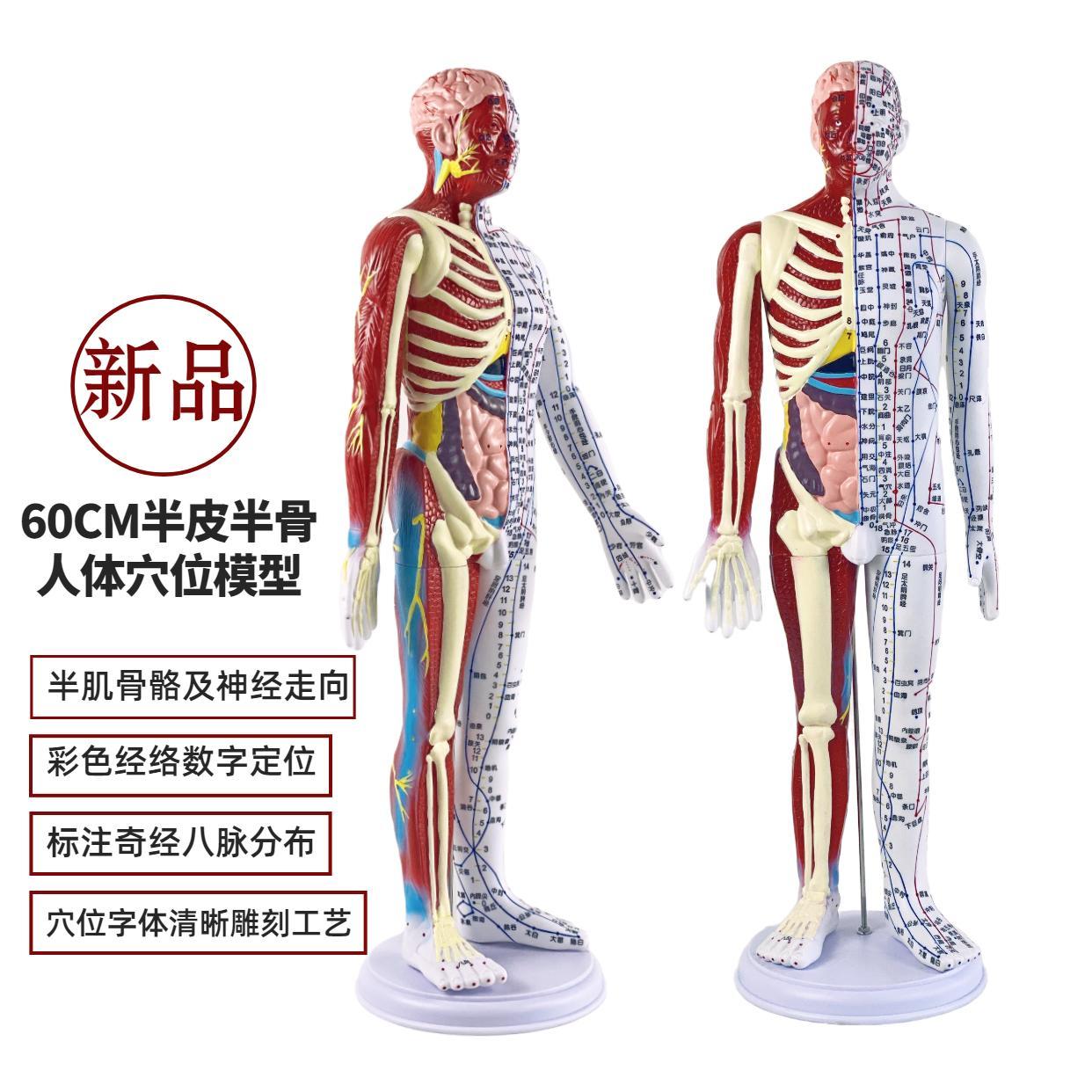 超清晰60CM人体针灸模型半肌肉骨骼内脏模型中医经络穴位模型