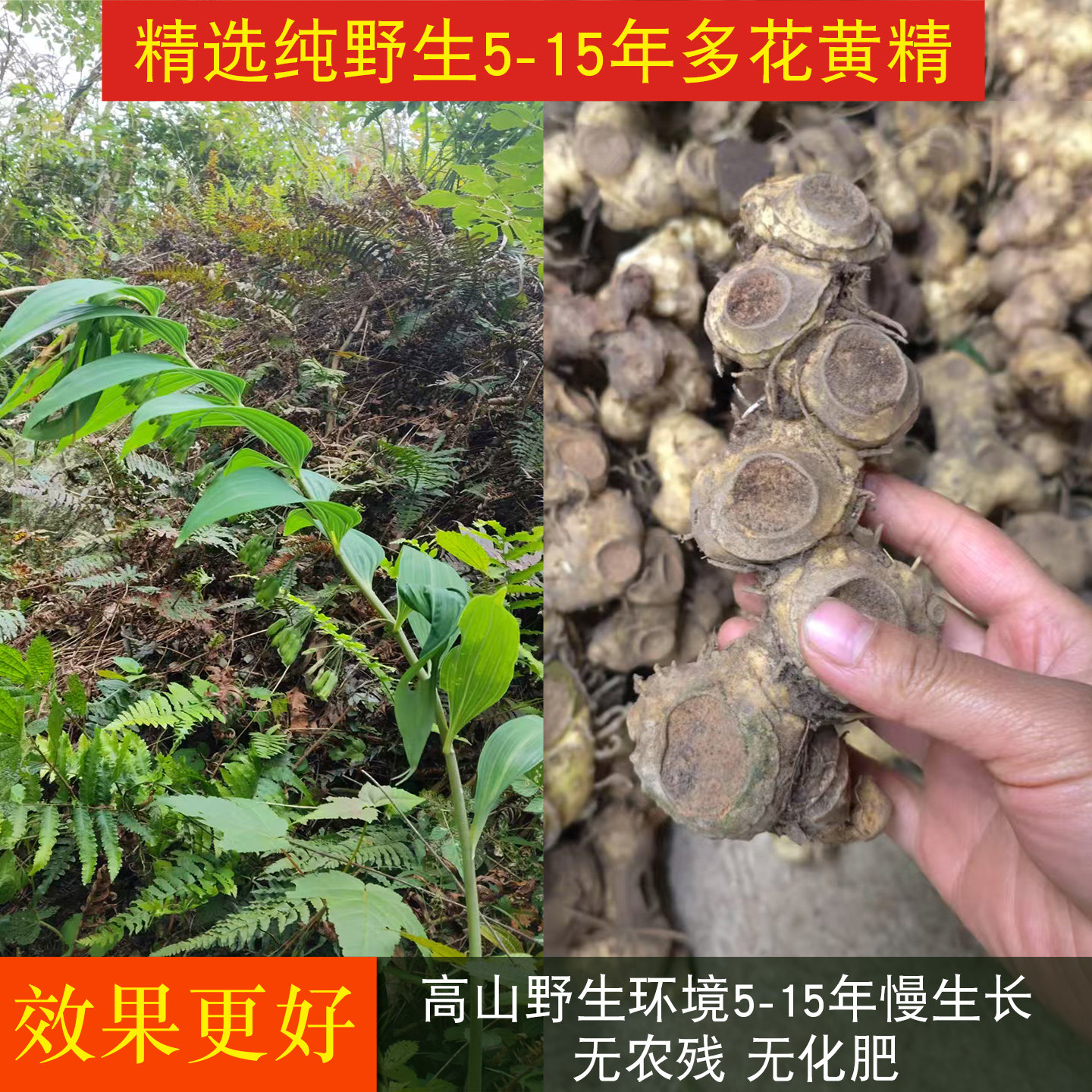 九蒸九制黄精到底有多神奇?非遗工艺揭秘!-黄精-淘宝百科网