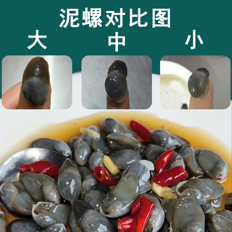 黄泥螺即食罐装特大无沙醉泥螺，盐城特产小海鲜，活腌制特级生腌泥螺，一口一个鲜美盛宴！-泥螺-淘宝好物网