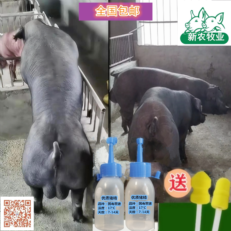 60ml超大容量猪精来袭！养猪人必看的高效配种神器！-配种服务-淘宝好物网