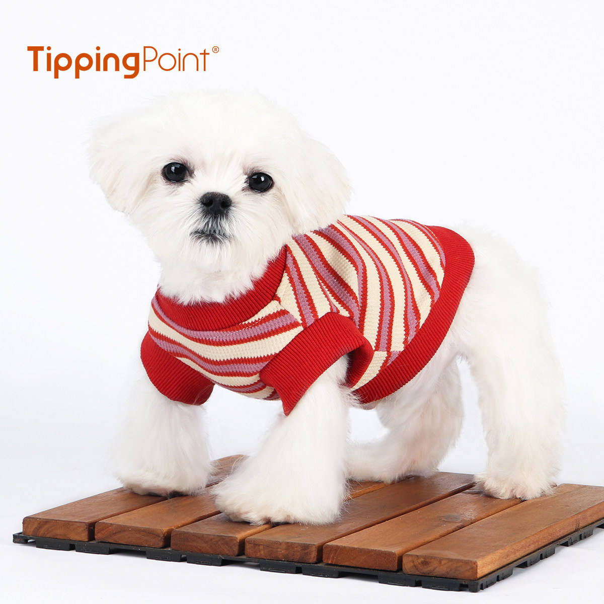 TippingPoint春秋猫咪狗狗衣服条纹休闲上衣泰迪比熊柯基春夏衣服可爱