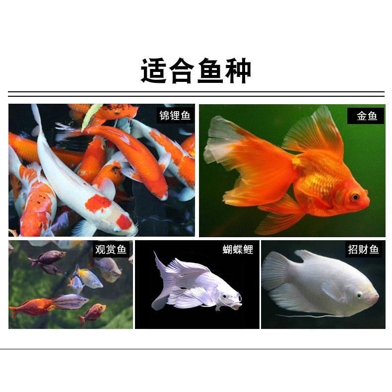 🌟 给小鱼的超级美食！高蛋白鱼食，养出健康的宠物小精灵 🐟-观赏鱼饲料-淘宝好物网