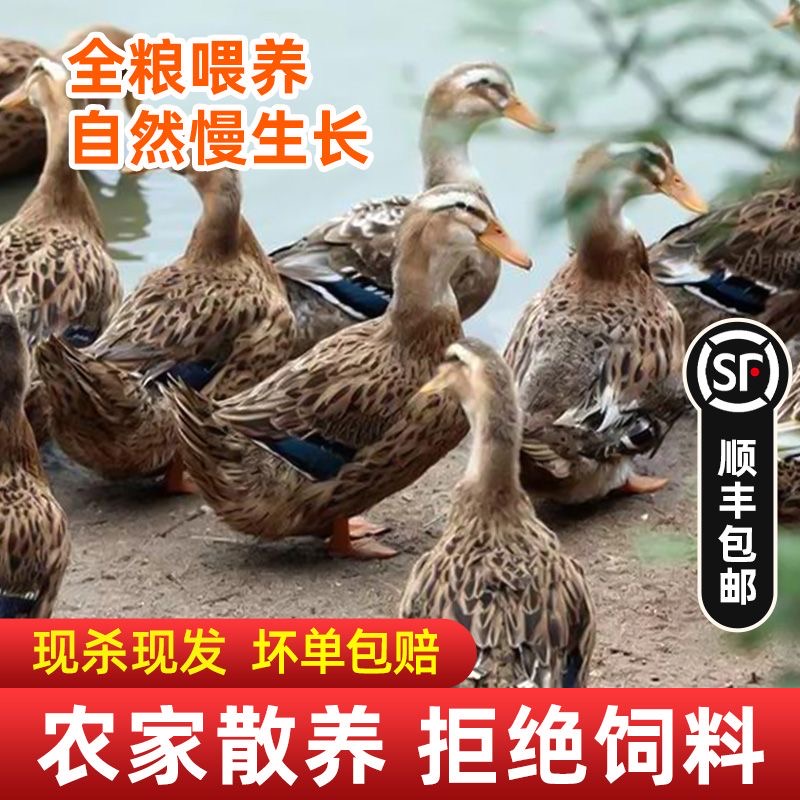 Now killing three-year-old aged shelducks reared by farmers