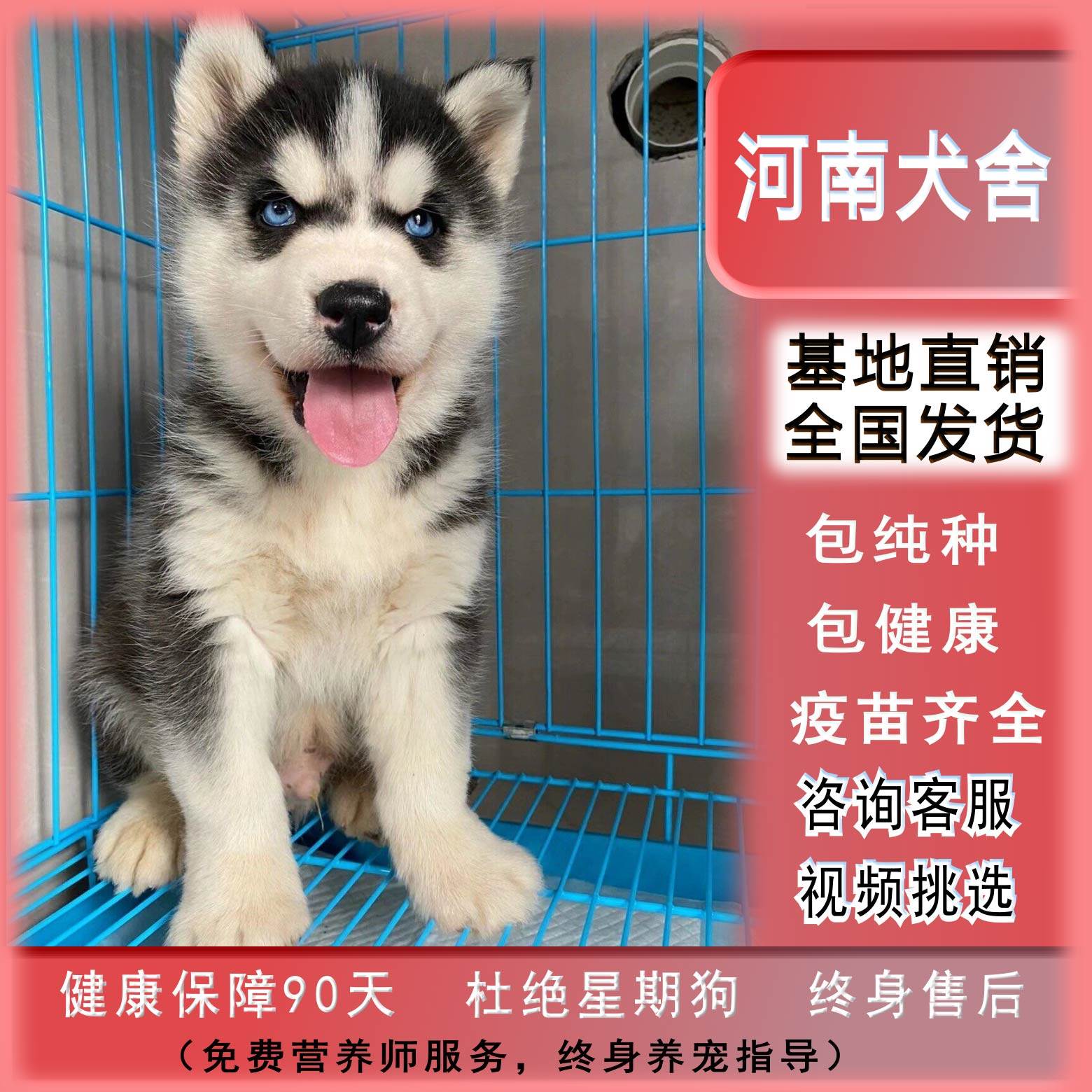 哈士奇好養嗎？6個關鍵面向解析這個雪橇犬品種的特性與需求- 狗狗小屋, image size:1560x1560