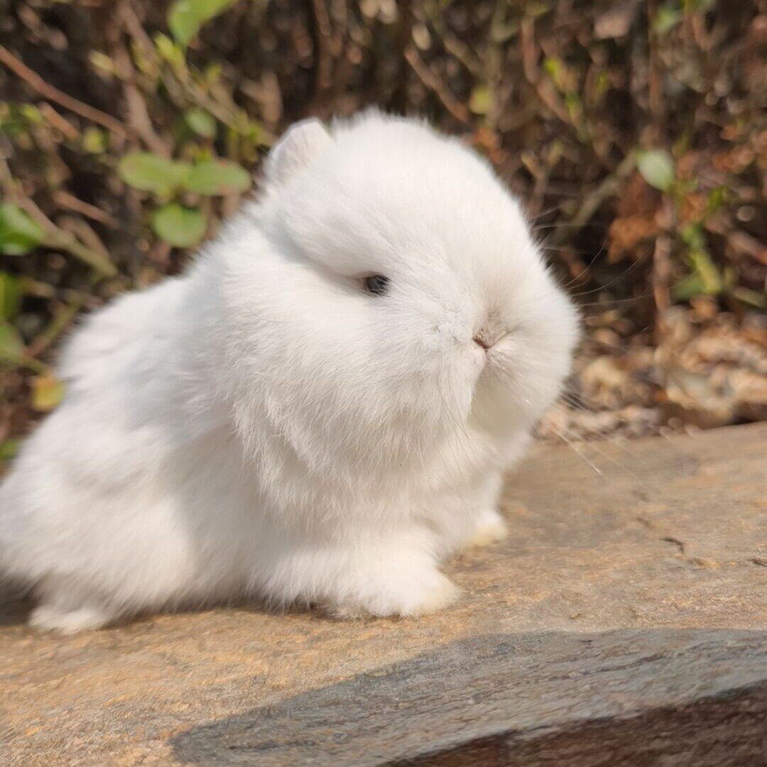 治愈系霜白侏儒兔，开启幸福生活新篇章！🐾💖-兔-淘宝好物网