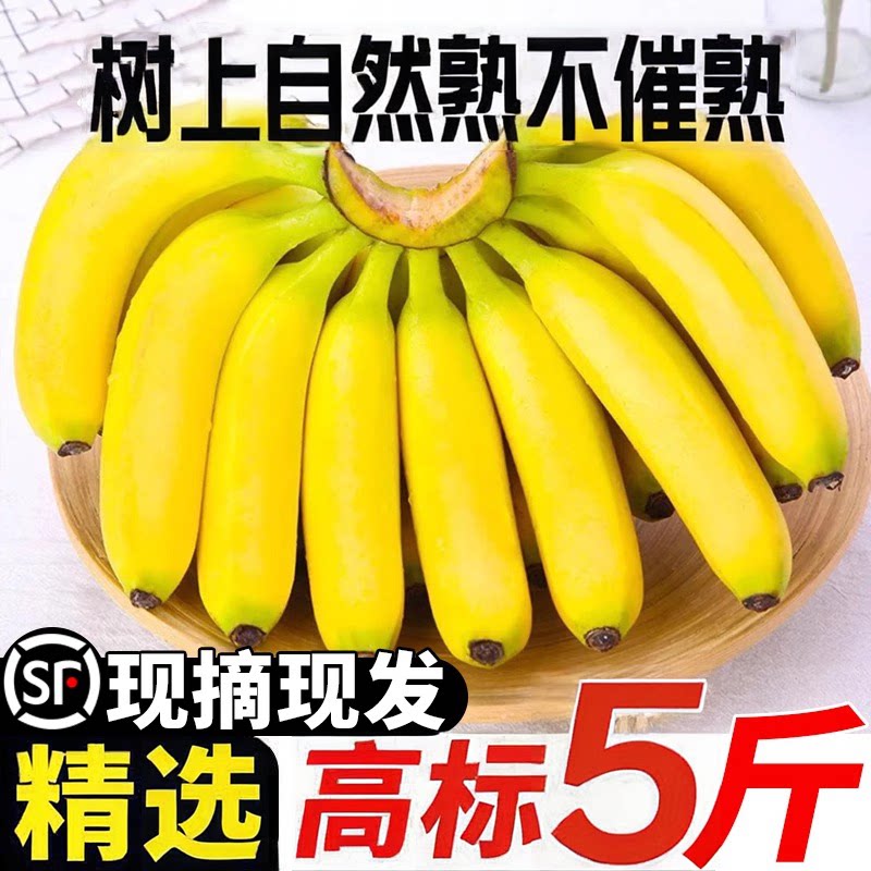 牛奶香蕉高纬度天宝香蕉真的那么好？揭秘2026年最新品种！