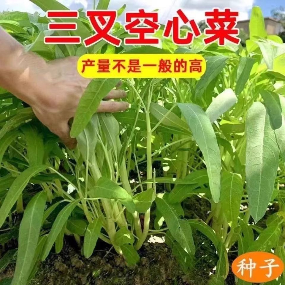 正宗高产三叉空心菜种籽,让你的阳台变身绿色菜园🌿 -家庭园艺种子-淘宝百科网