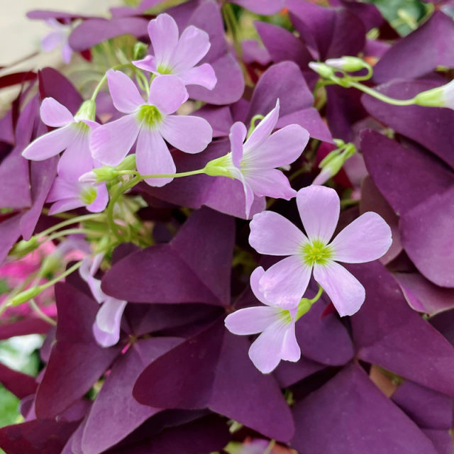 Lucky grass potted purple leaf sorrel purple butterfly with buds clover indoor desk window sill four seasons flowers