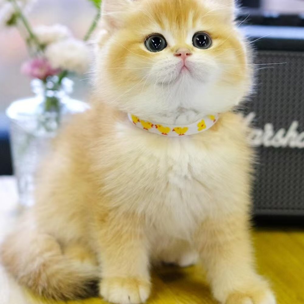 为了保护可爱小动物，我们决定让老人都去死丨《冰汽时代2》_搜狐网, image size:1000x1000