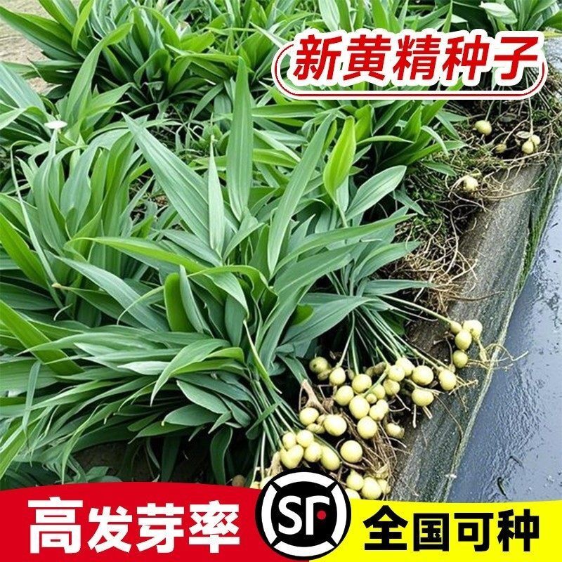 2026年种植药材正宗黄精种子，鸡头黄精、老虎姜、鸡爪参、爪子参、黄鸡菜有何区别？