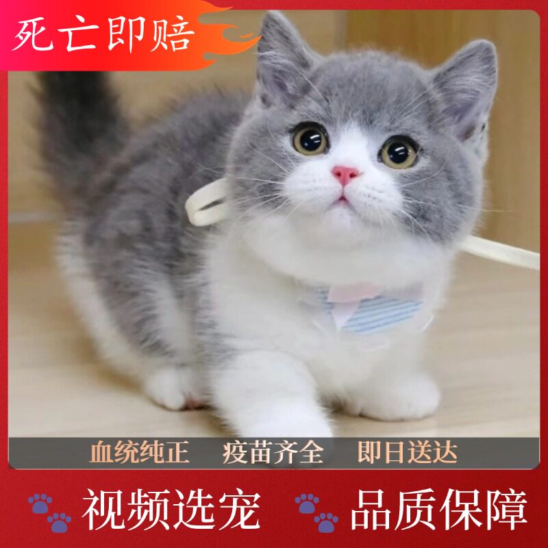 中华田园猫橘猫狸花猫三花幼崽猫黑色玄猫白猫幼崽捕鼠猫：揭秘中国本土