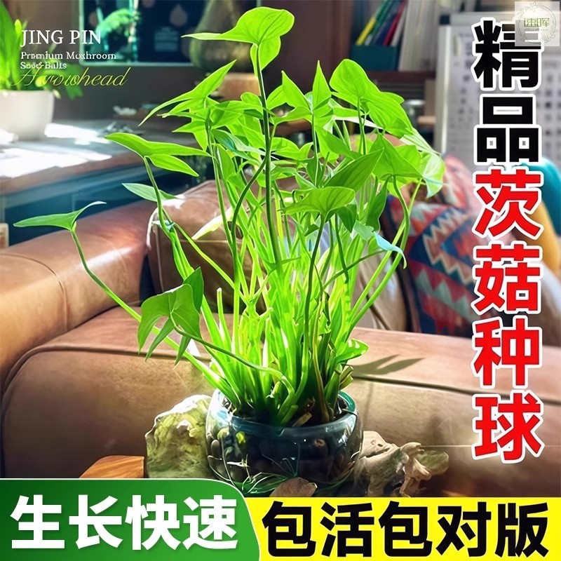 茨菇种球:室内水培的新宠-水生植物-淘宝百科网
