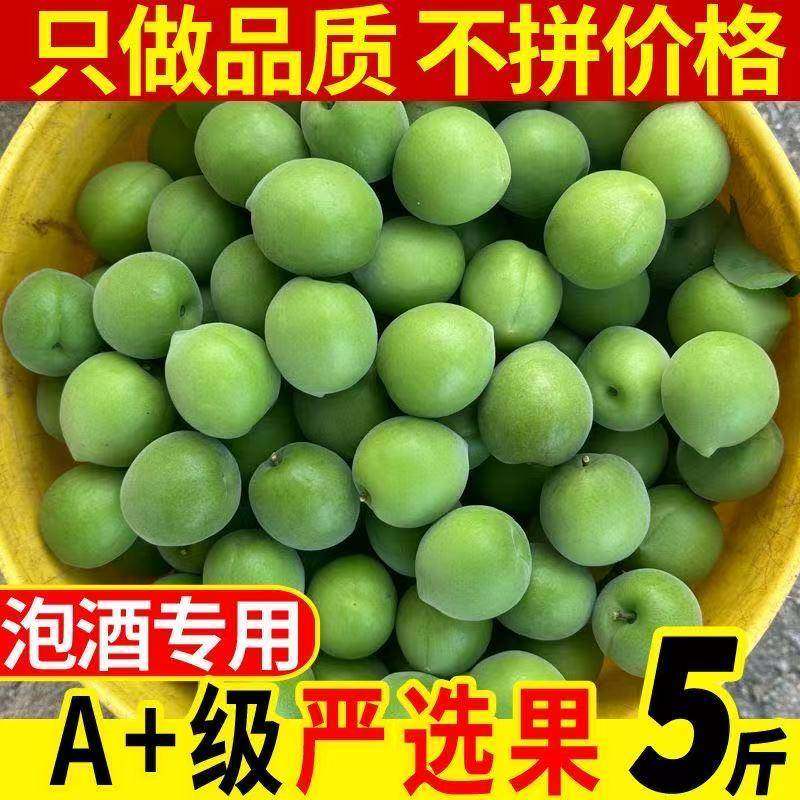 詔安高山新鮮青梅果現摘鮮果酸脆梅子泡酒專用酵素水果