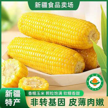 New arrival xinjiang corn fresh waxy corn non-