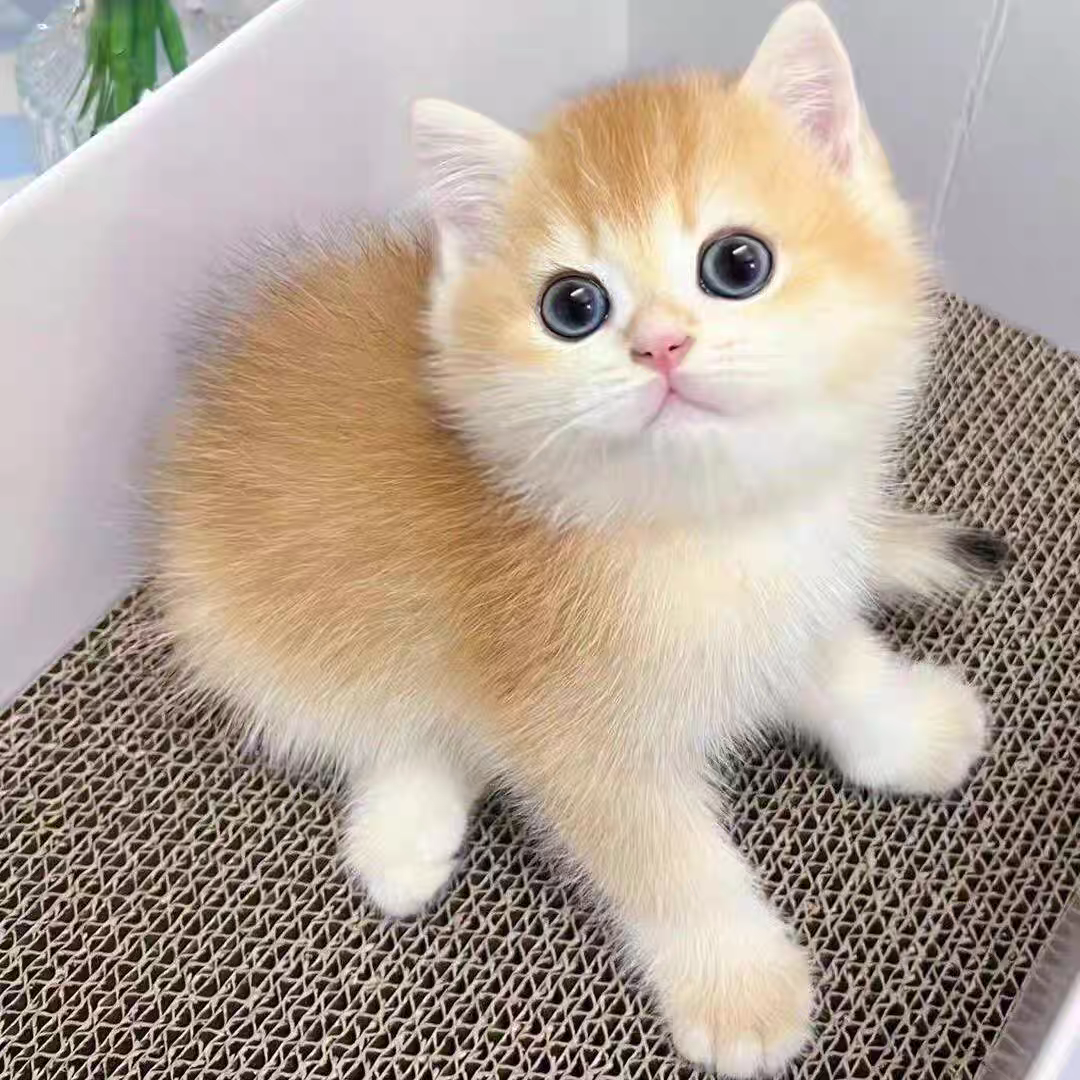 蜜兒玩偶貓坊| Xinbei, image size:1080x1080