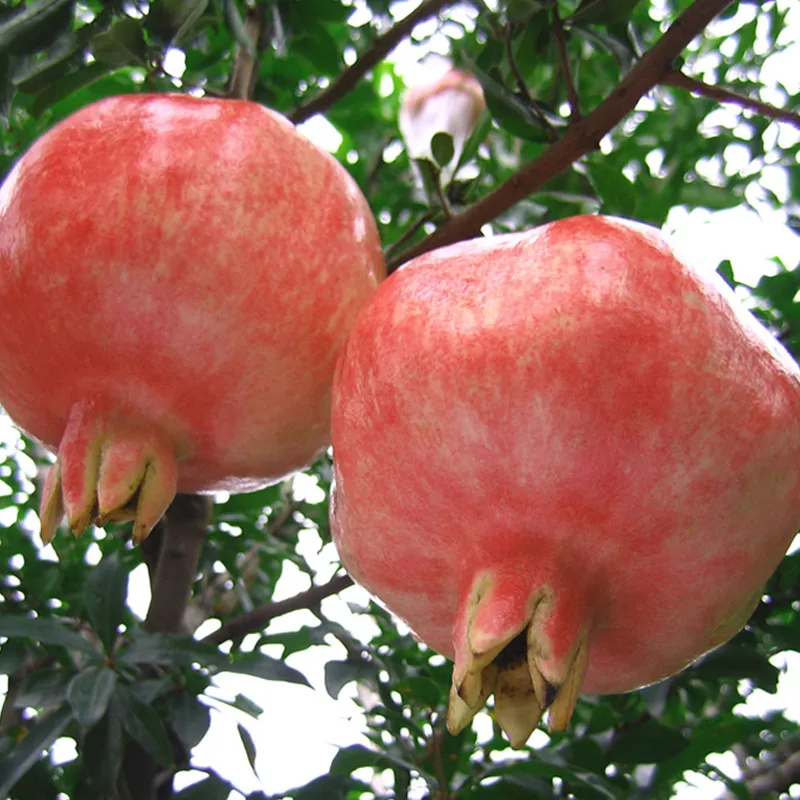 四川突尼斯软籽石榴9斤新鲜水果当季会理红宝石无籽石榴大果整箱8