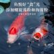 Sensen koi fish feed special fish food staple ornamental goldfish feed color high protein ປາອາຫານ 5kg 10 pounds