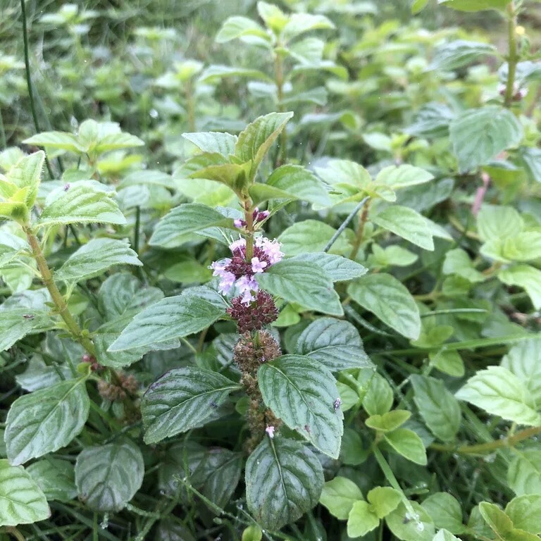 Plant Alchemy Peppermint Essential Oil Domestic Classic Asian Mint Japanese Mint Aged for over Twenty Years