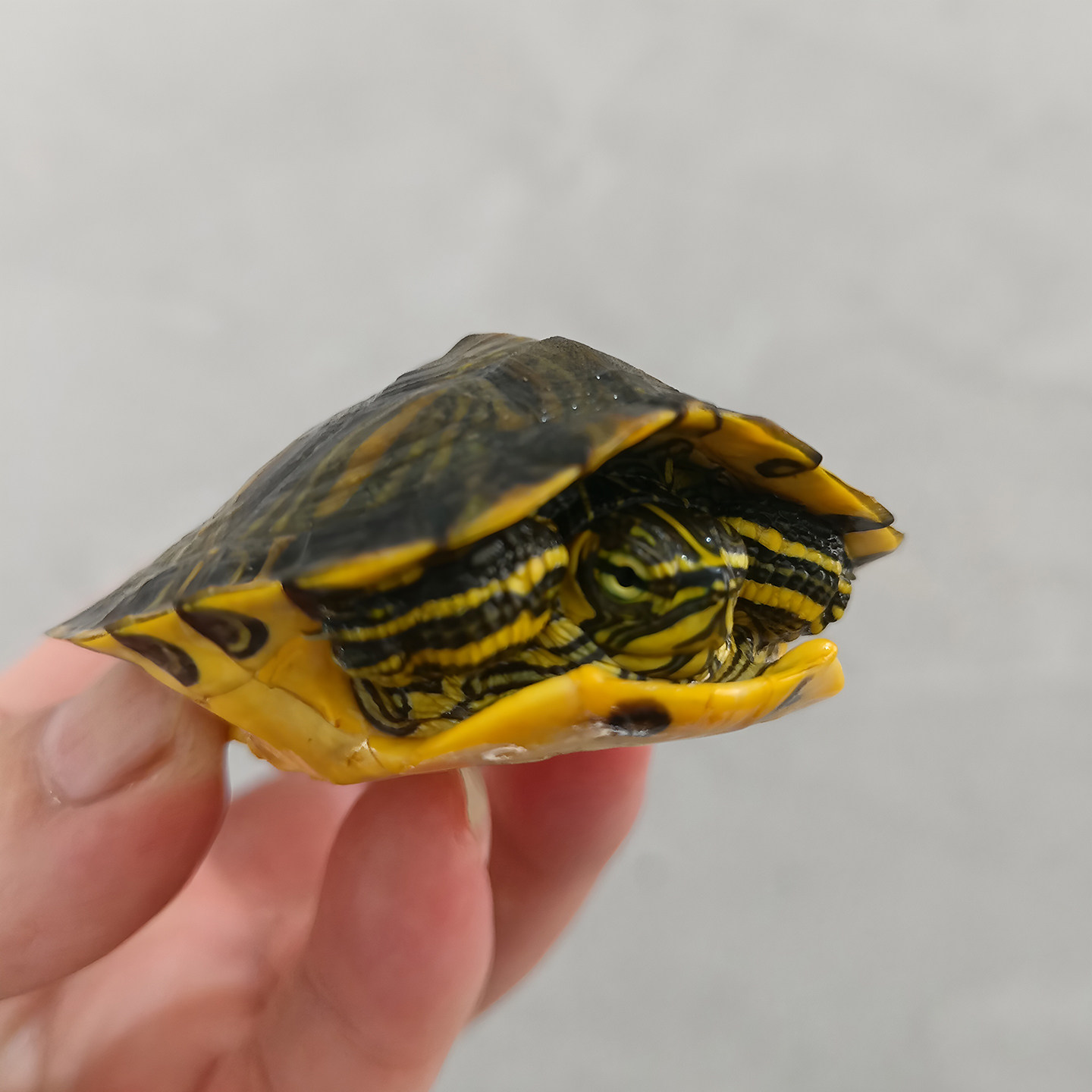 宠物爱好者的福音 🐢 深水黄耳龟鱼缸混养冷水宠物小乌龟活物冷水淡水观赏龟-龟-淘宝好物网